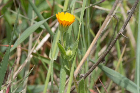 Image of field marigold