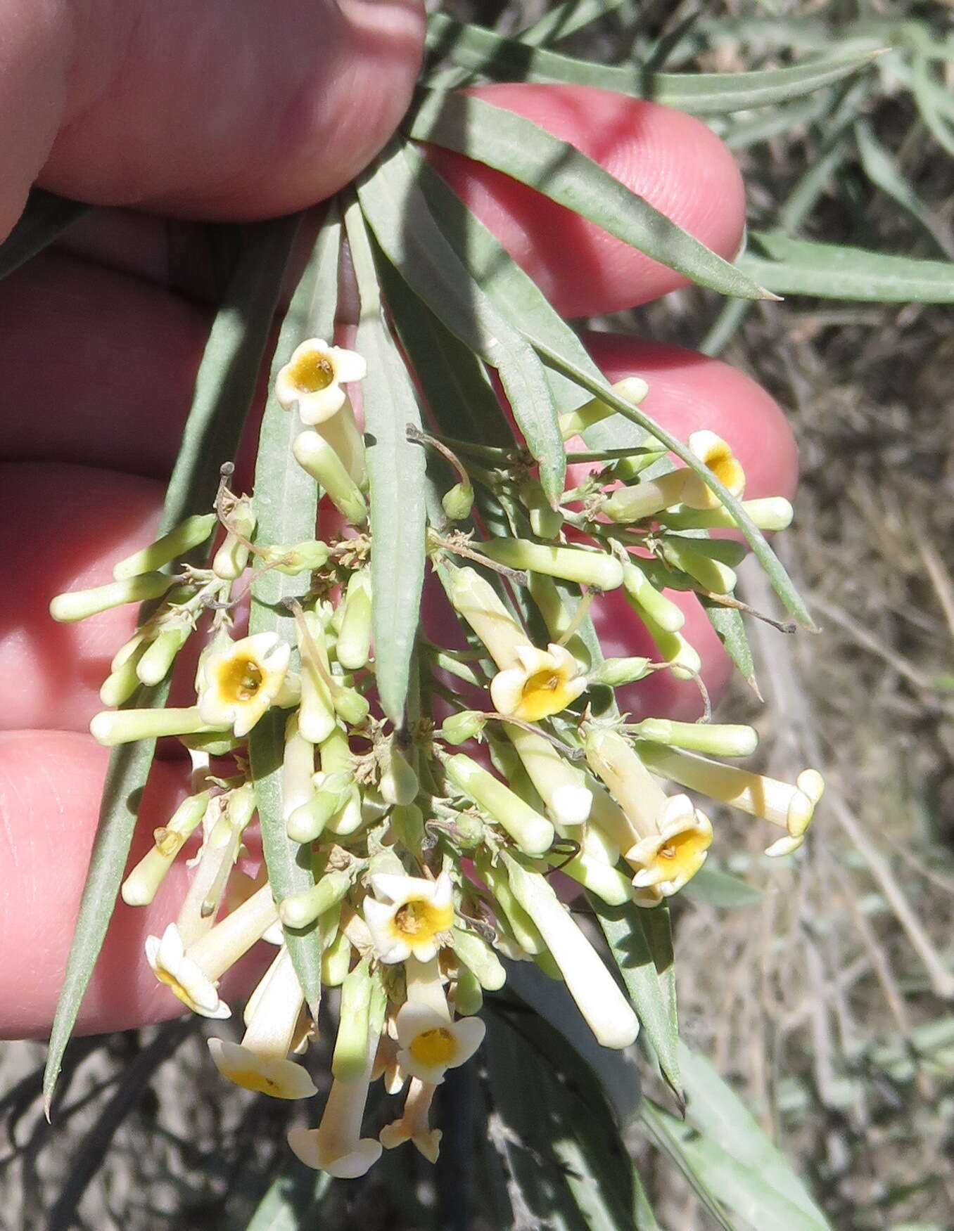 Imagem de Freylinia lanceolata (L. fil.) G. Don