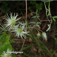 Image of Clematis intricata Bunge