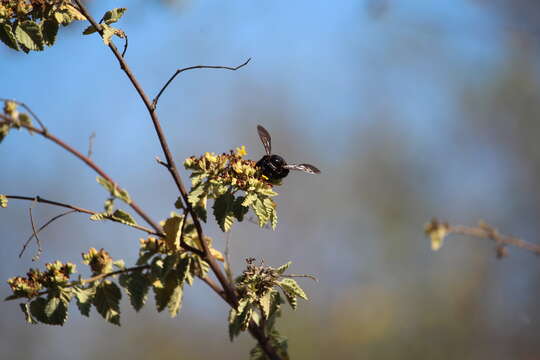 Imagem de Xylocopa darwini Cockerell 1926