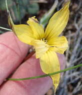 Image of Romulea luteiflora (M. P. de Vos) M. P. de Vos