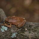 Image of Dime Forest Treefrog