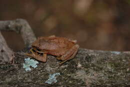 Image de Leptopelis vannutellii (Boulenger 1898)