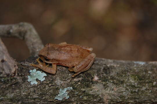 Image of Dime Forest Treefrog