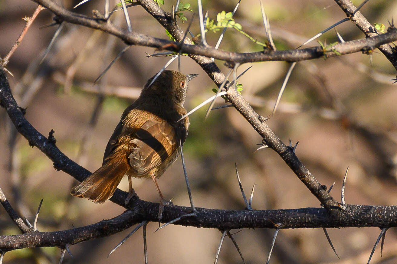 Image of Barred Wren-Warbler