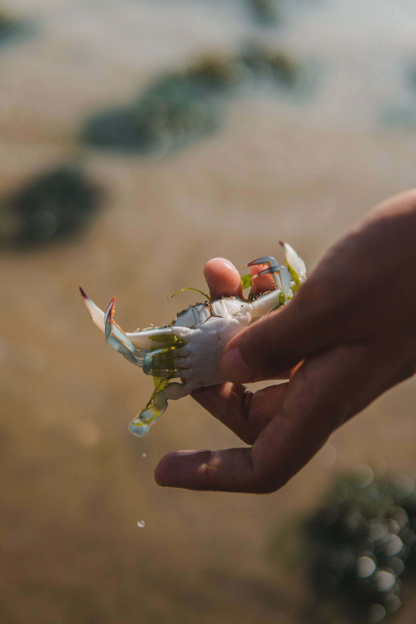 Image of Pacific blue swimming crab