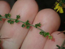 Image of Acacia lasiocarpa Benth.