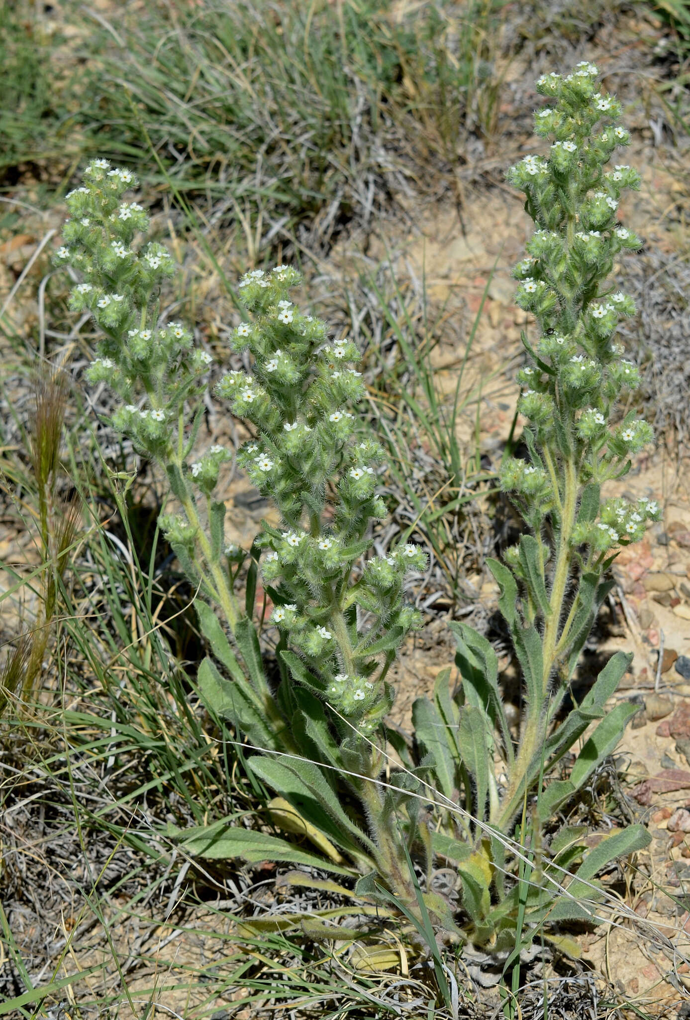 Image de Oreocarya thyrsiflora Greene