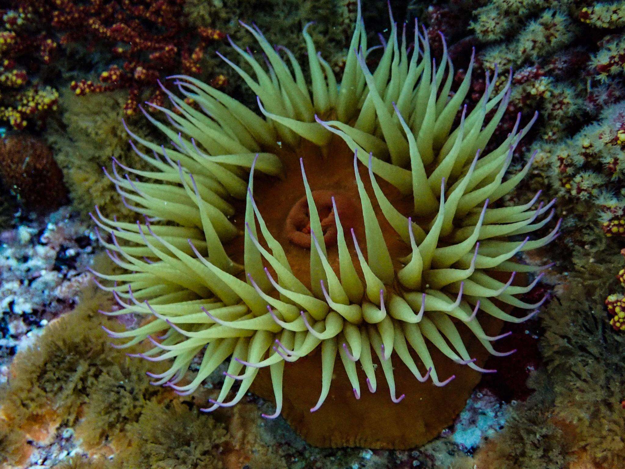 Image of False plum anemone