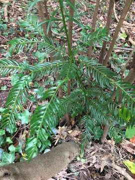 Image of <i>Cephalotaxus harringtonia</i>