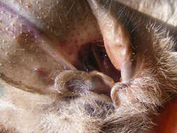 Image of Cape Long-eared Bat