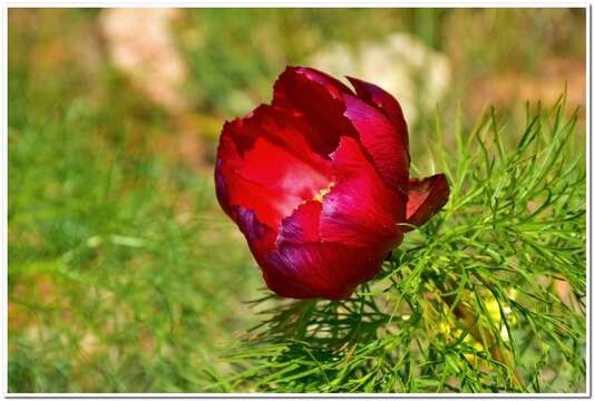 Image of Fern Leaf Peony