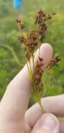 Image of Elliott's Beak Sedge