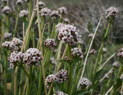 Image of Valeriana carnosa Sm.