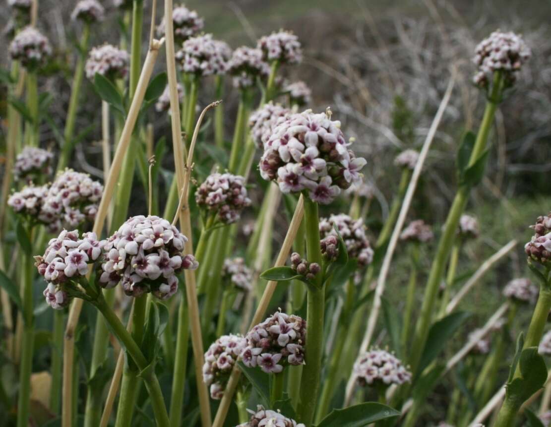 Image of Valeriana carnosa Sm.