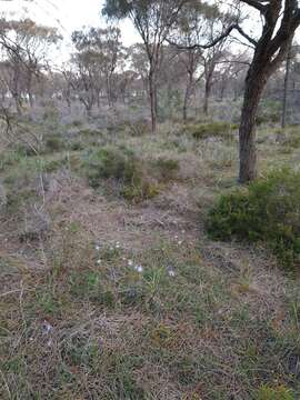 Image de Caladenia conferta D. L. Jones