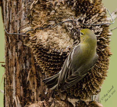 Image of Pine Warbler