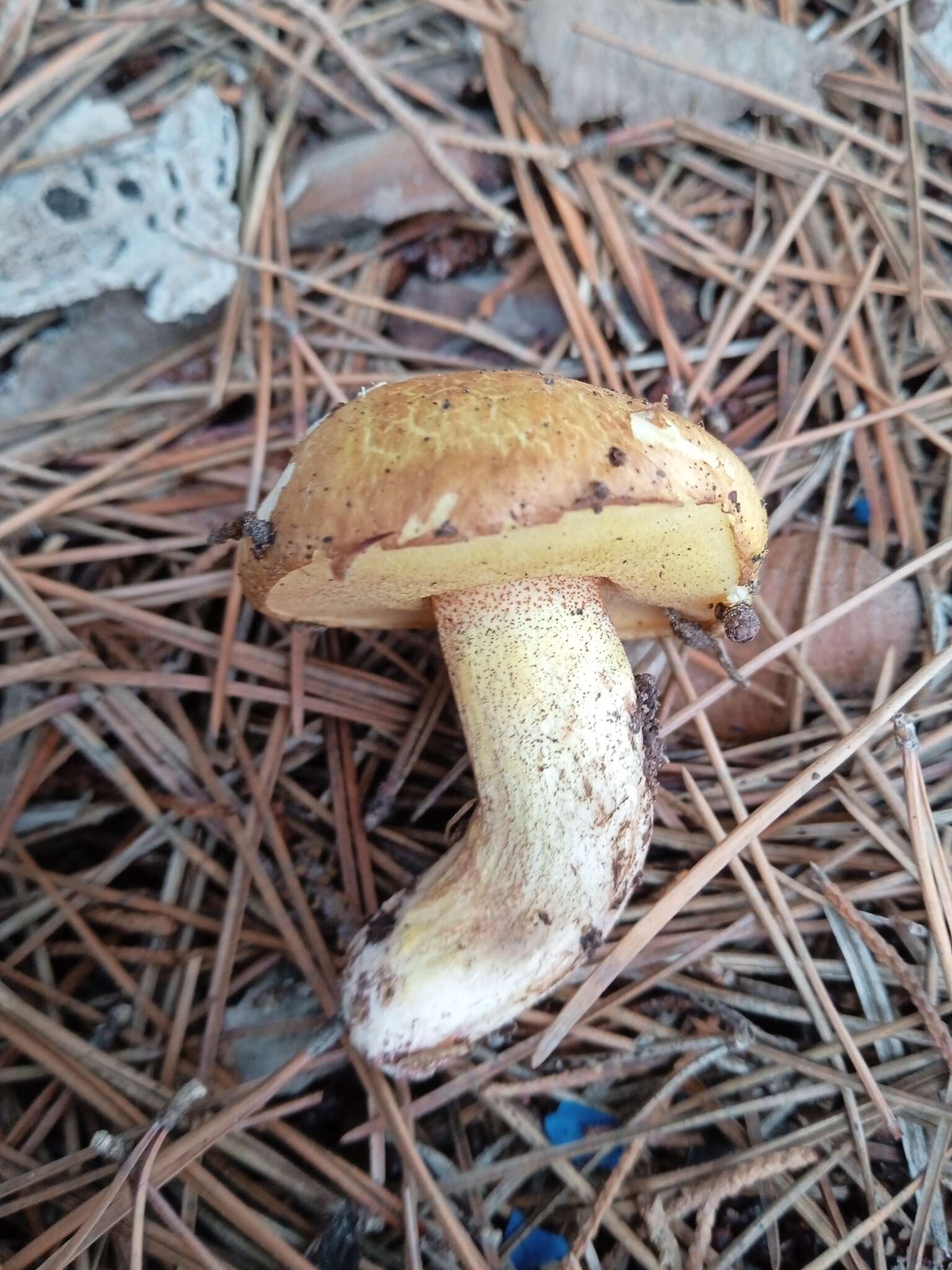 Image de Suillus mediterraneensis (Jacquet. & J. Blum) Redeuilh 1992