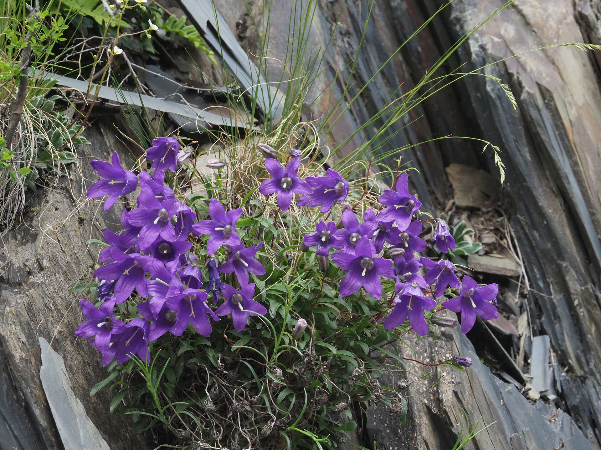 Image of Campanula saxifraga subsp. aucheri (A. DC.) Ogan.