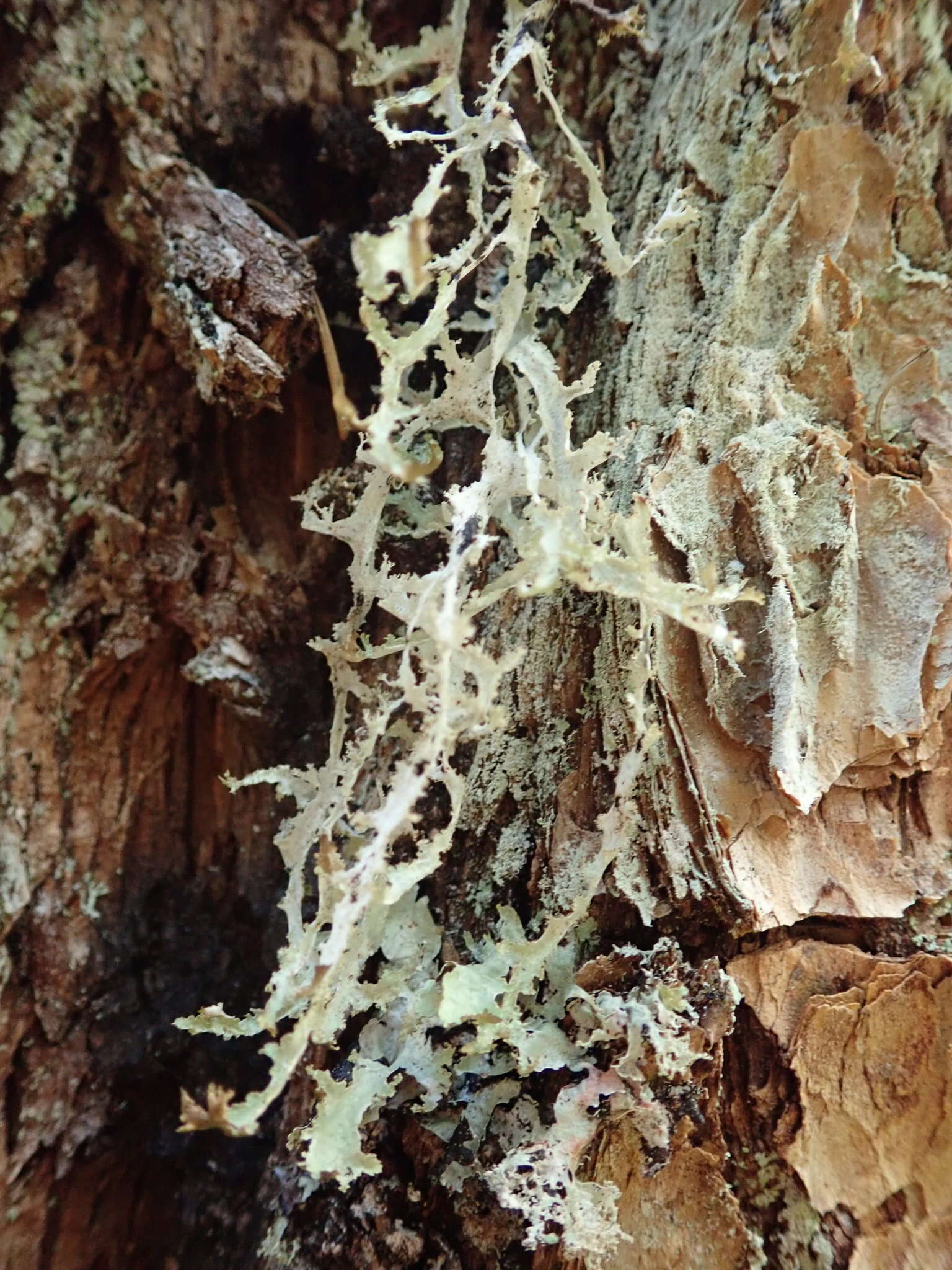 Image of Herre's ragged lichen