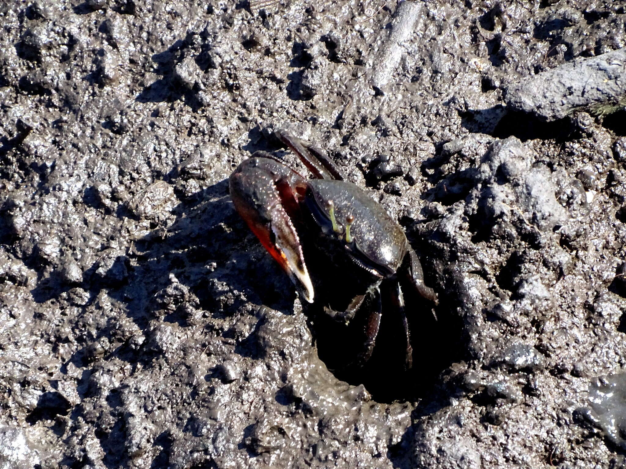 Image of American red fiddler