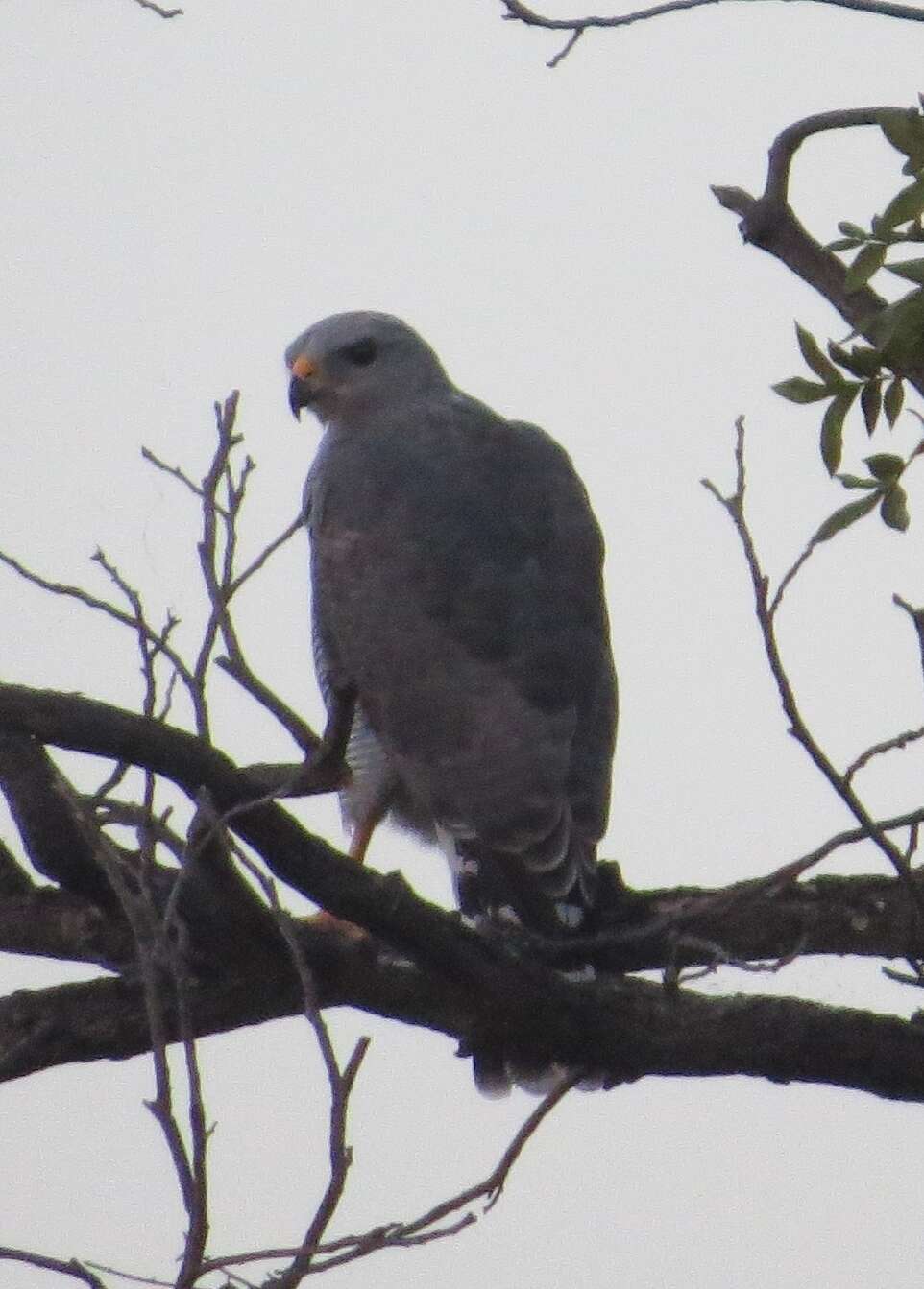 Image of Gray Hawk