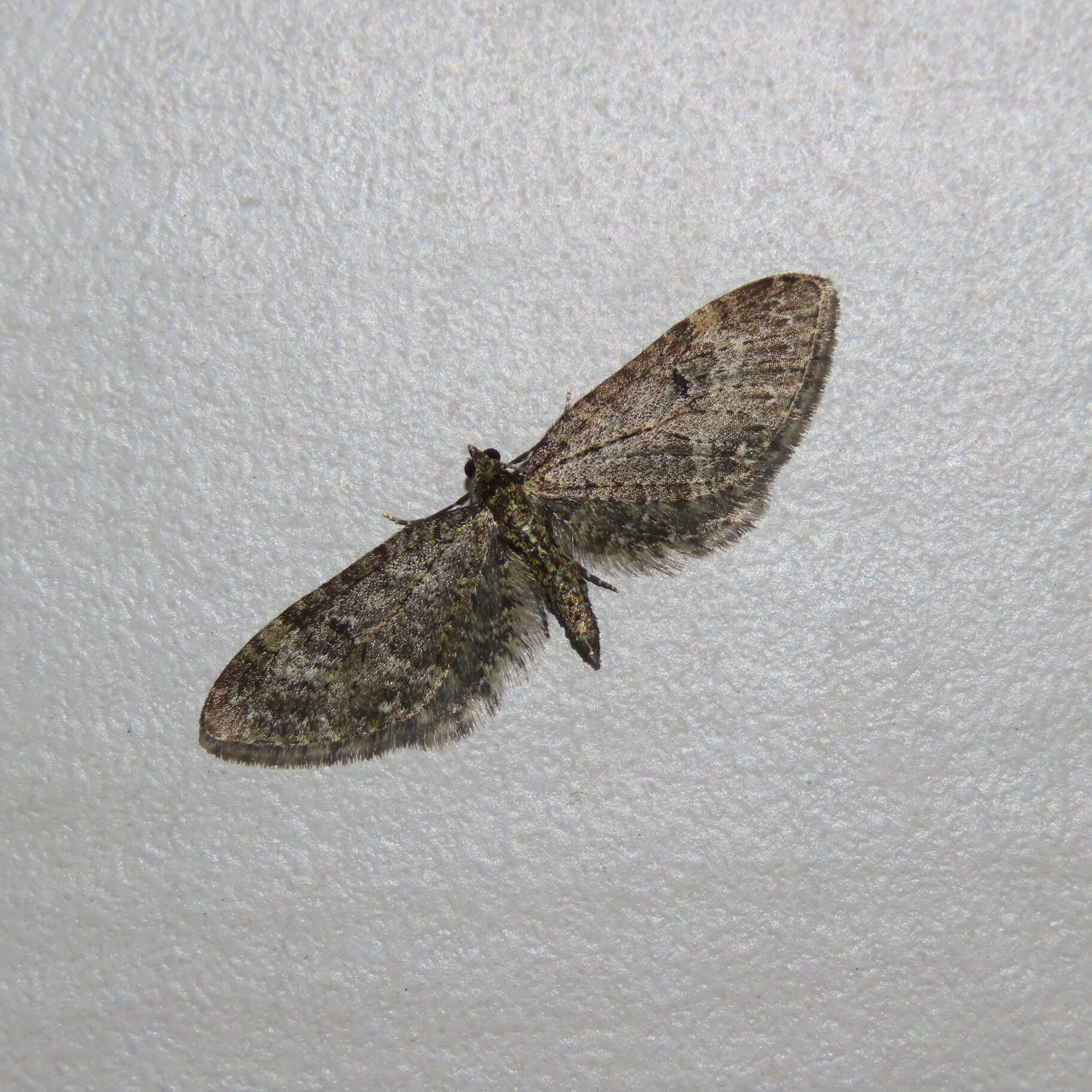 Image of Eupithecia olivacea Taylor 1906