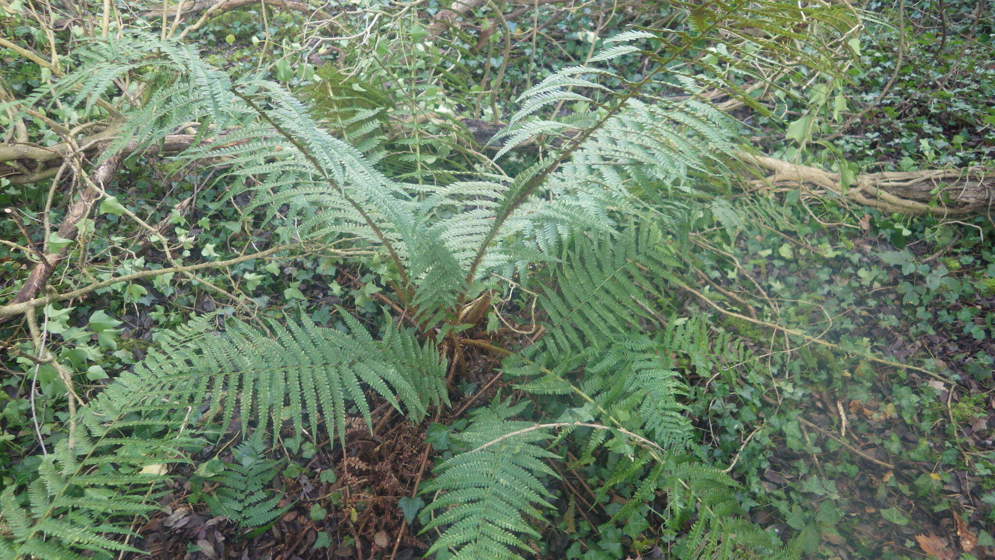 Image of Dryopteris borreri (Newm.) Oberholzer & Tavel