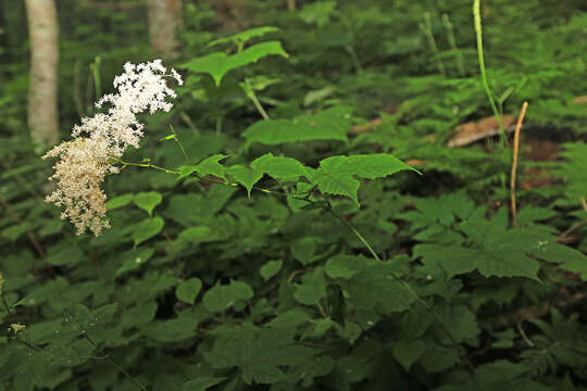 Image of Filipendula glaberrima (Nakai) Nakai