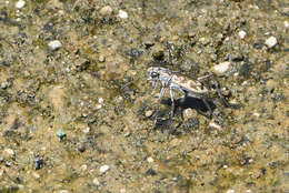 Image of Ellipsoptera macra fluviatilis (Vaurie 1951)