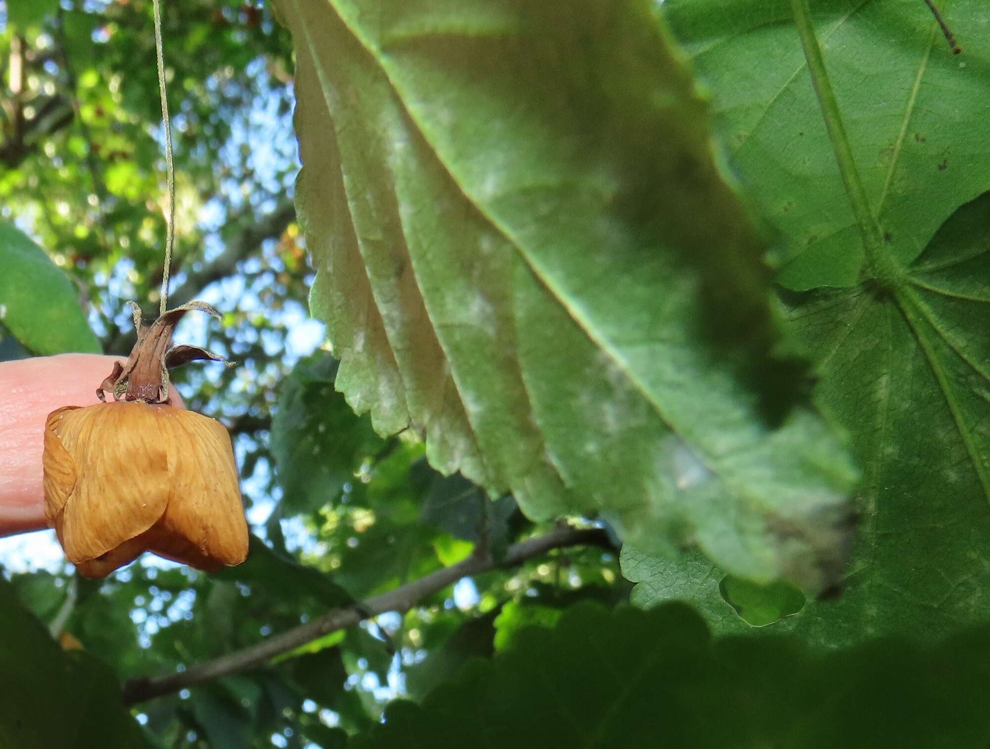 Sivun Dombeya tiliacea (Endl.) Planch. kuva