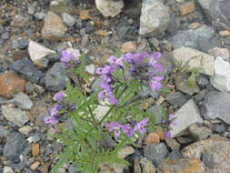 Imagem de Schizanthus laetus Phil.