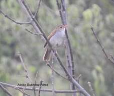 Image of Orange-billed Nightingale-Thrush