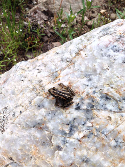 Image of Wood Frog