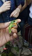 Image of Black-eyed Leaf Frog