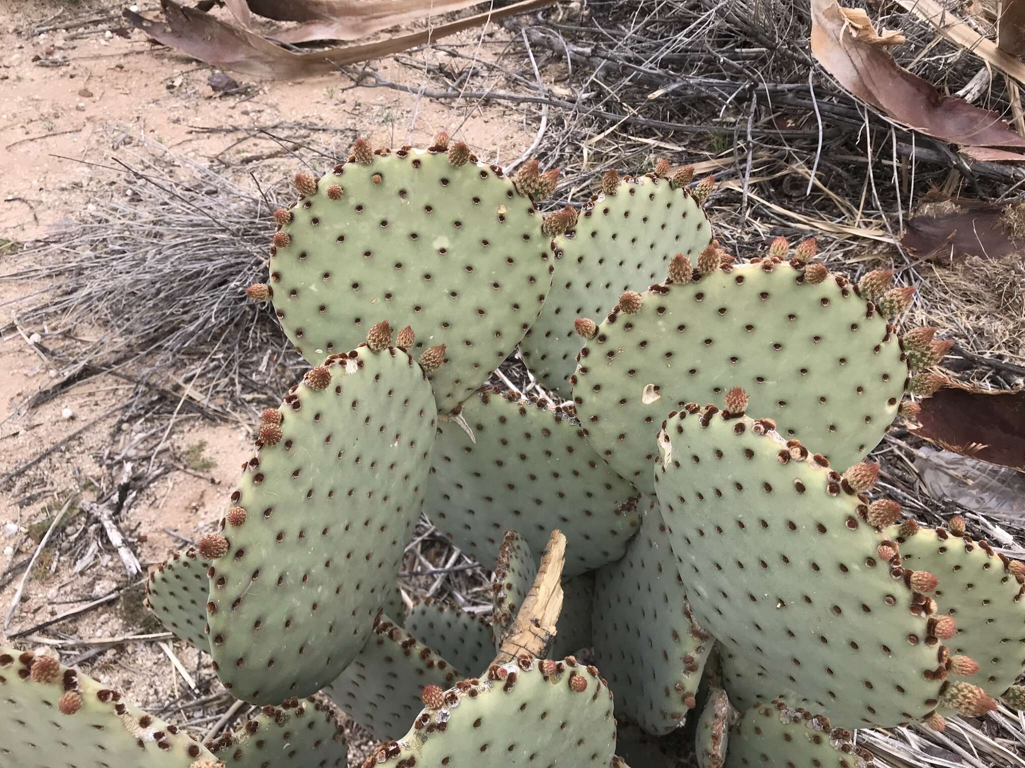Image of Blind Pricklypear
