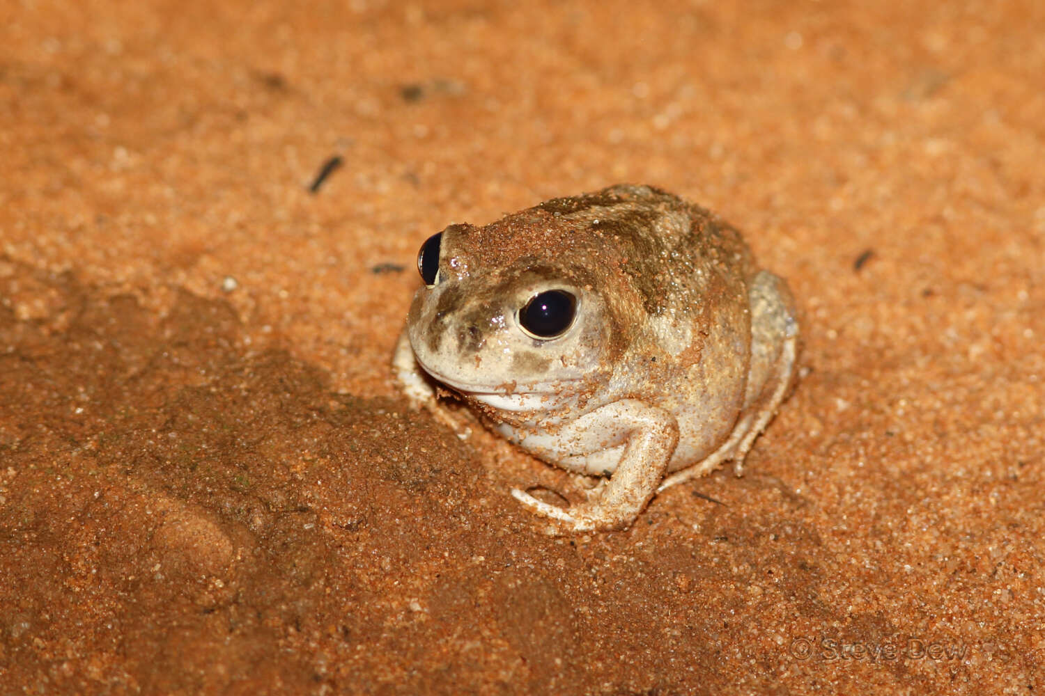 Image of Neobatrachus Peters 1863