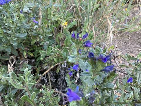 Plancia ëd Echium rosulatum subsp. davaei (Rouy) Coutinho