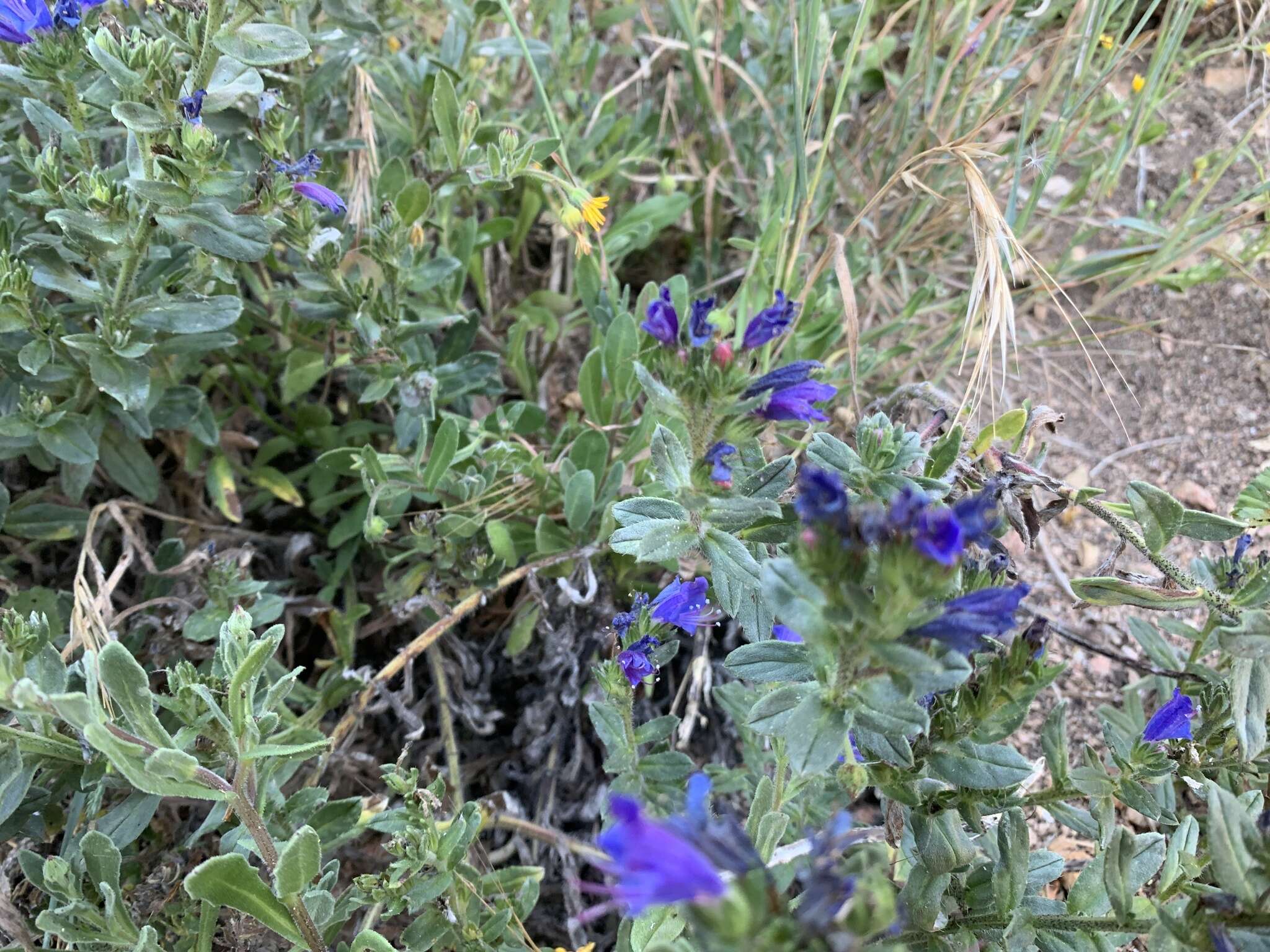 Plancia ëd Echium rosulatum subsp. davaei (Rouy) Coutinho