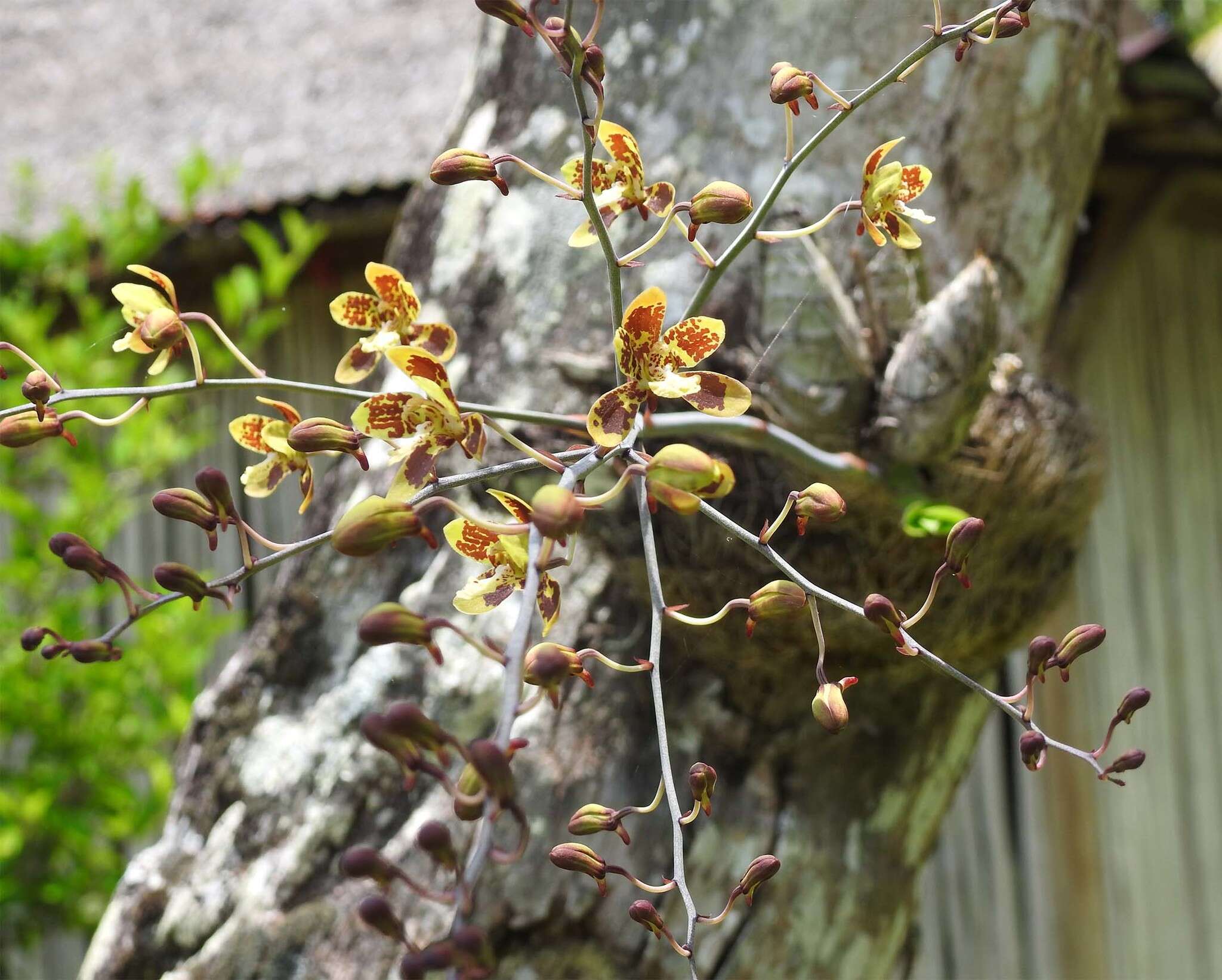 Graphorkis concolor var. alphabetica F. N. Rasm.的圖片