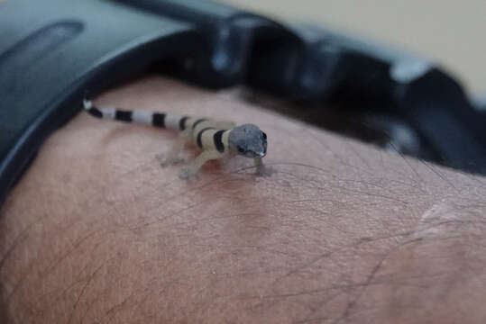 Image of Caribbean Least Gecko