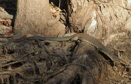 Image of Mitchell's Water Monitor