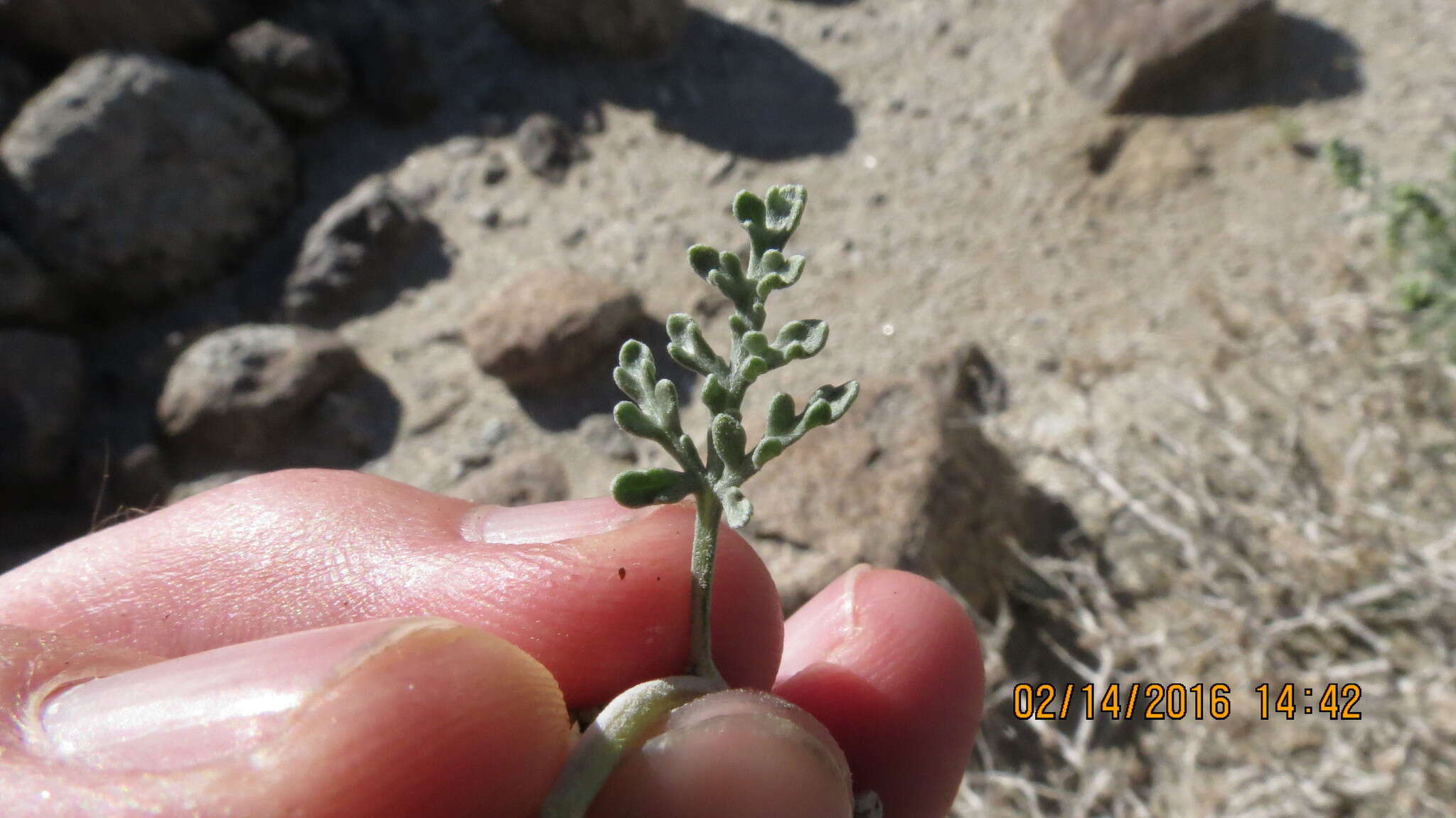 Ambrosia dumosa (A. Gray) Payne的圖片