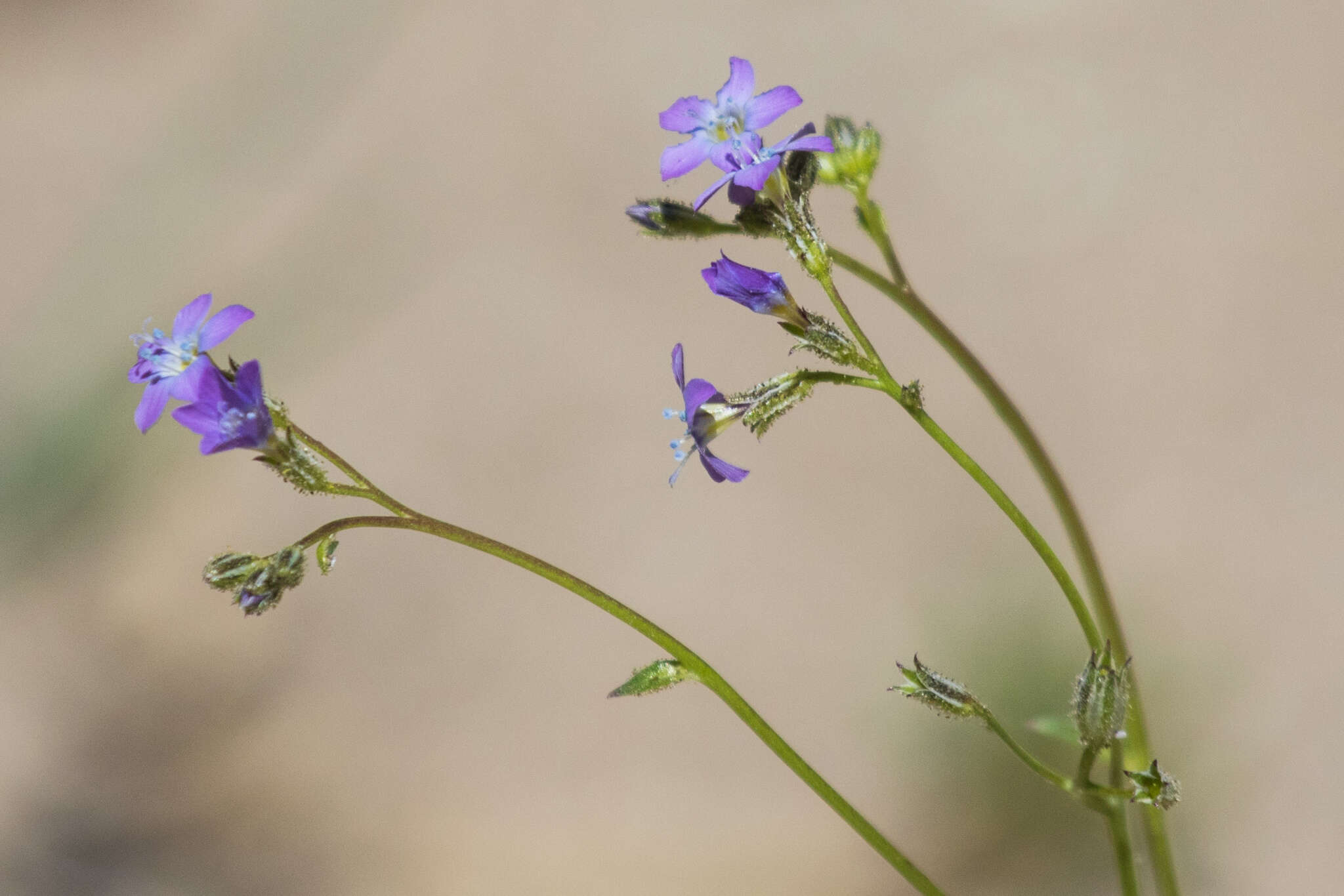 Image of coastal gilia