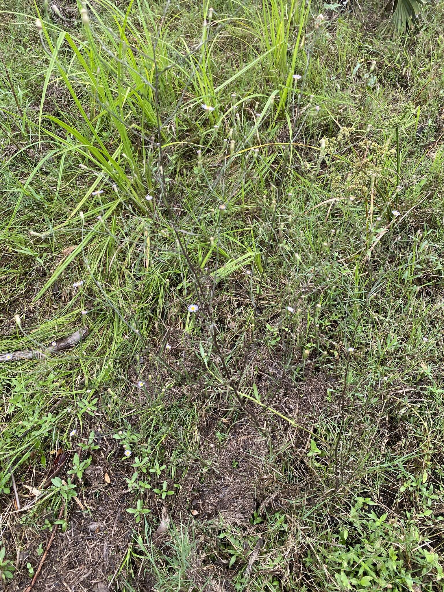 Image of Island American-Aster