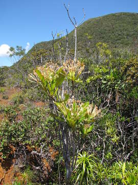 Слика од Ixora francii Schltr. & K. Krause