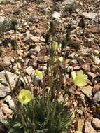 Image of Papaver radicatum subsp. kluanense