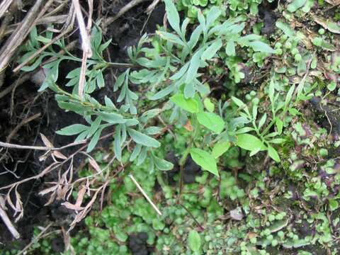 Image of Gaga angustifolia (Kunth) Fay W. Li & Windham