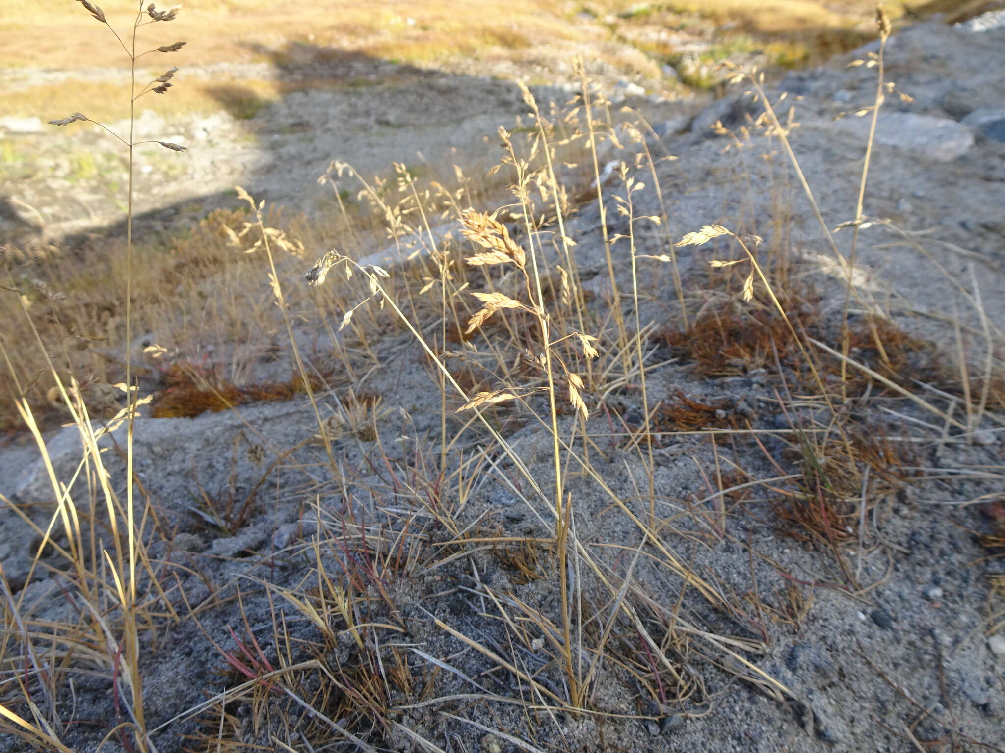 Image of alpine bluegrass