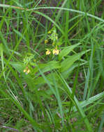 Epipactis thunbergii A. Gray resmi